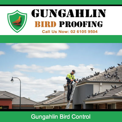 Professional technician installing bird control solutions on residential roof in Gungahlin