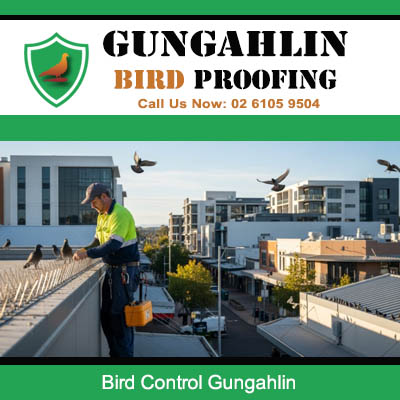 Gungahlin bird proofing specialist assessing rooftop area for effective bird deterrent installation