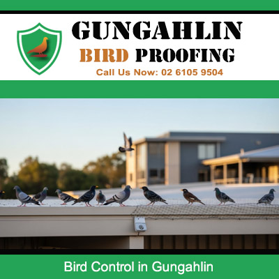 Flock of pigeons perched on residential roof edge requiring bird control services in Gungahlin