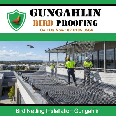 Professional bird proofing team installing bird nets on business roof in Gungahlin Canberra