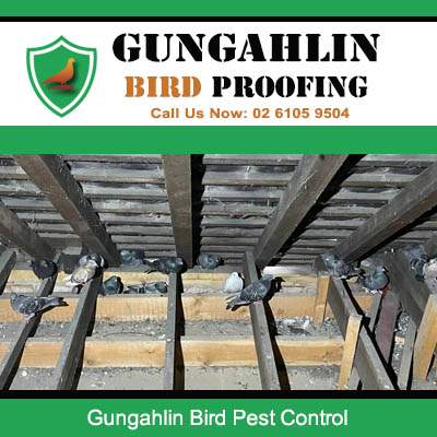 Pest birds sheltering under the roof needing professional bird control in Gungahlin area