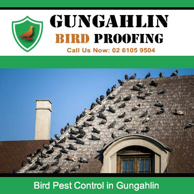 Large pigeon infestation covering residential roof ridge requiring bird pest control in Gungahlin