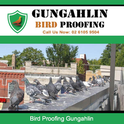 Pest bird problem with pigeons congregating on flat roof requiring bird proofing in Gungahlin Canberra