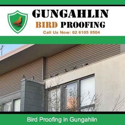Effective bird proofing installation on building fascia keeping pigeons away at Gungahlin business premises