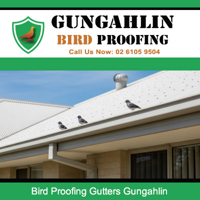 Pest birds roosting on home gutter system requiring bird control services in Gungahlin Canberra