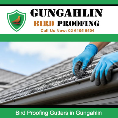 Technician installing bird proofing spikes in residential gutter to prevent pigeons in Gungahlin