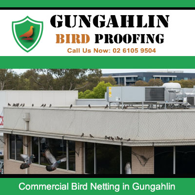 Row of pigeons perched on commercial building roof requiring bird netting installation in Gungahlin