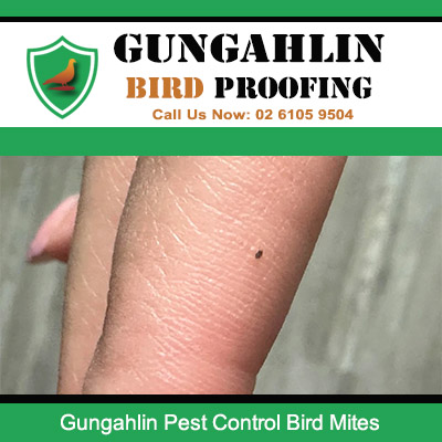 Bird mite bites on human skin showing need for pest control treatment in Gungahlin